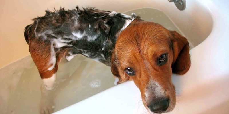 A brown and black dog in a bath lathered up with dog shampoo.