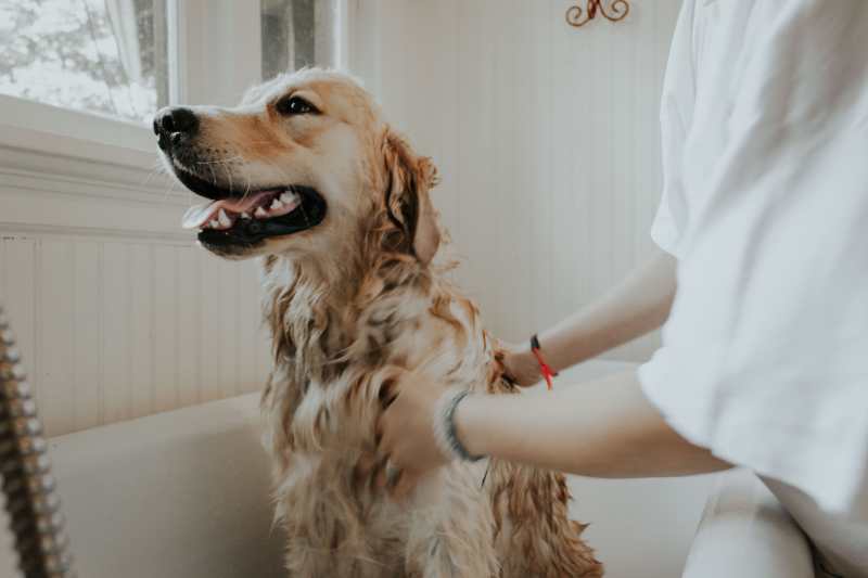 A golden retriever getting a wash in a bath tub.