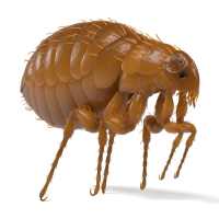 3D render of a dog flea on a white background.