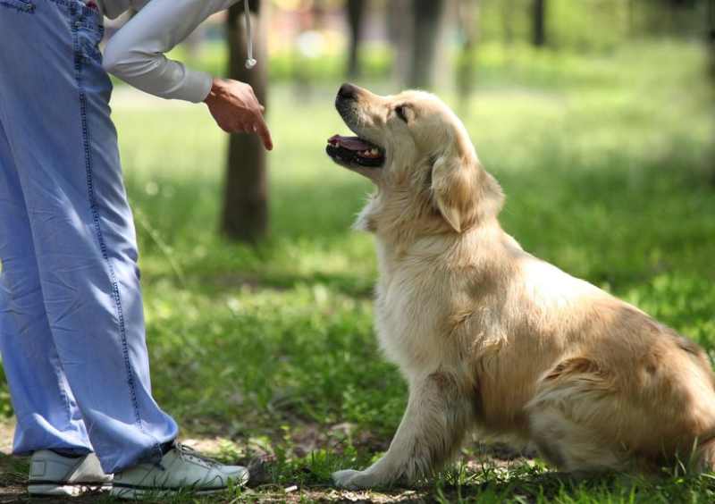 Dog training tips on how to successfully train a dog