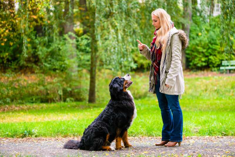 The Ultimate Training Course for Dogs