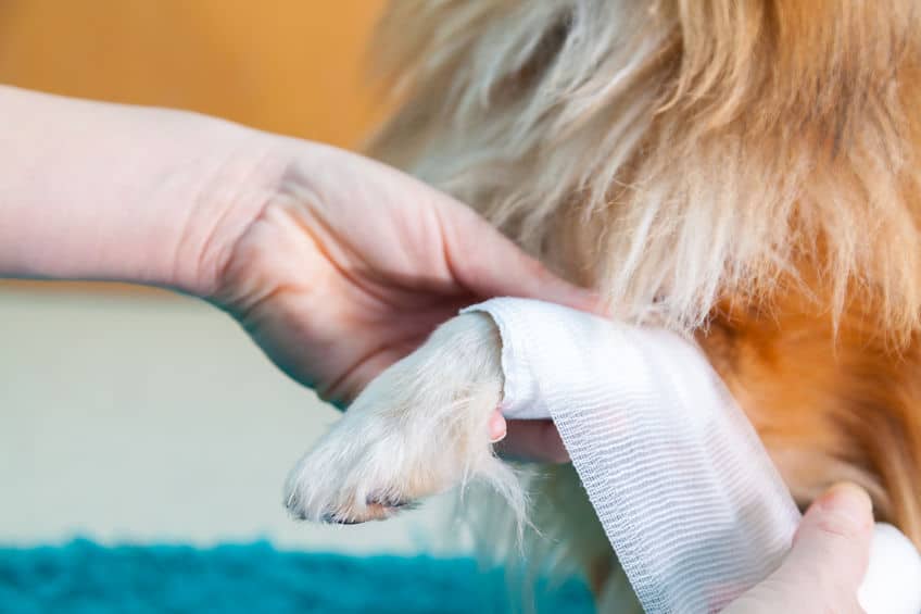Do You Know What to Do If Your Dog Gets Sick