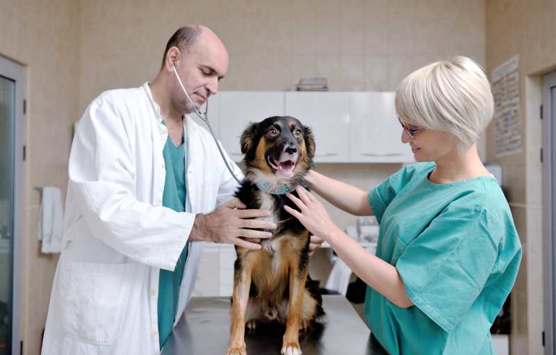 A dog being examined by a vet his nurse in their clinic. It pays to know how to calm a dog before going to the vet.