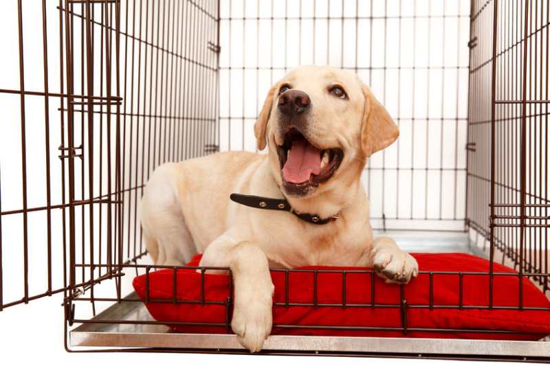 A Labrador puppy laying on a red dog bed in a wire crate as the dog owner learns how to crate train your puppy