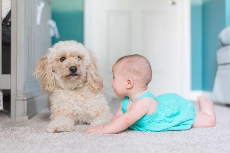 Introduce a Dog to Your Baby A Safe and Smooth Approach