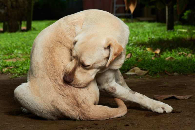 An older golden Labrador, biting at a flea.