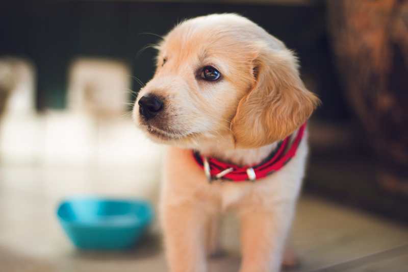 A Labrador puppy with a red color.