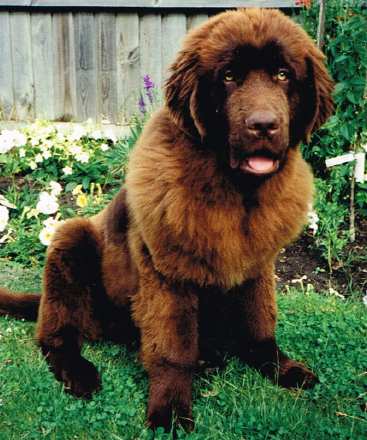 Chester a 16 month old brown Newfoundland sitting happily in the garden.