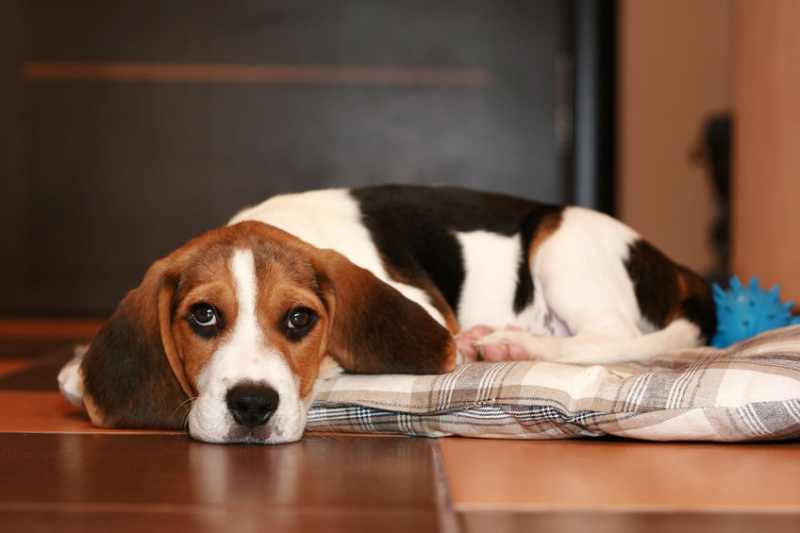 A Beagle puppy laying on a dog mat on a tiled floor looking rather sad. Possibly experiencing Puppy Separation Anxiety.