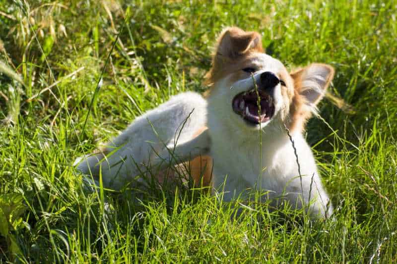 A young terrier in long grass having a good scratch at the side of its neck. Possible a irritating flea.