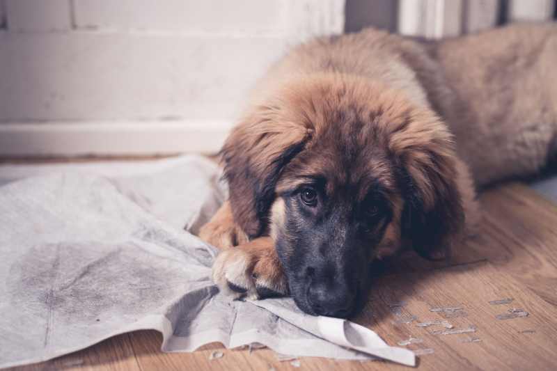 House training a puppy