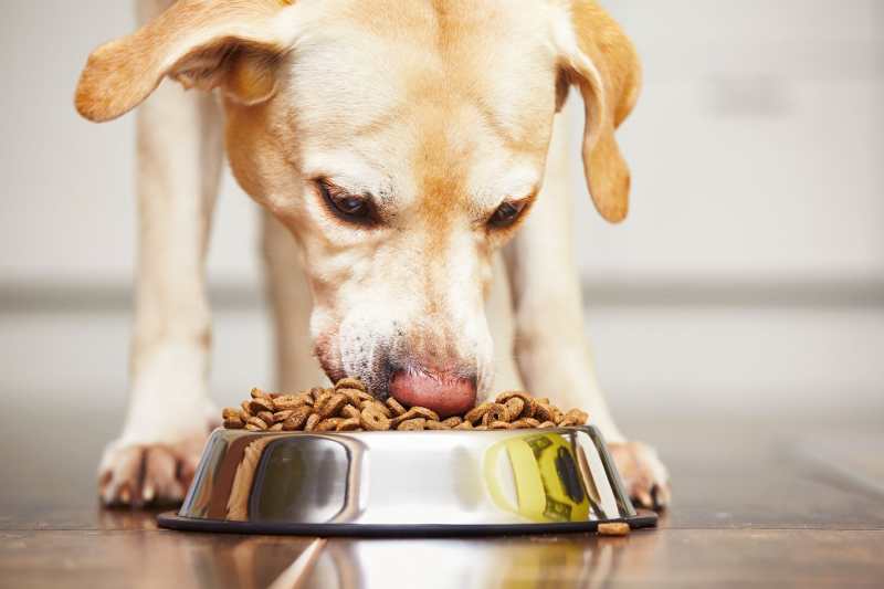 A Golden Labrador eating dry kibble dog food from a stainless steel bowl on a wooden floor.