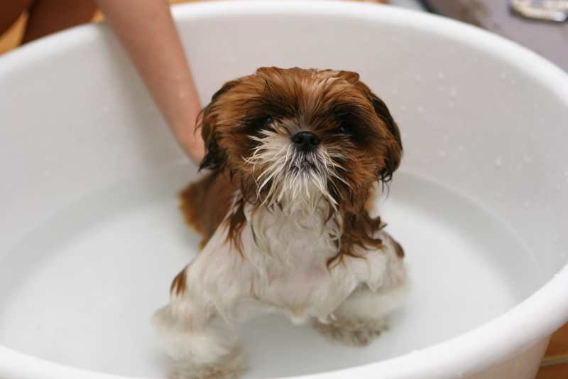 How often should you bathe a puppy?