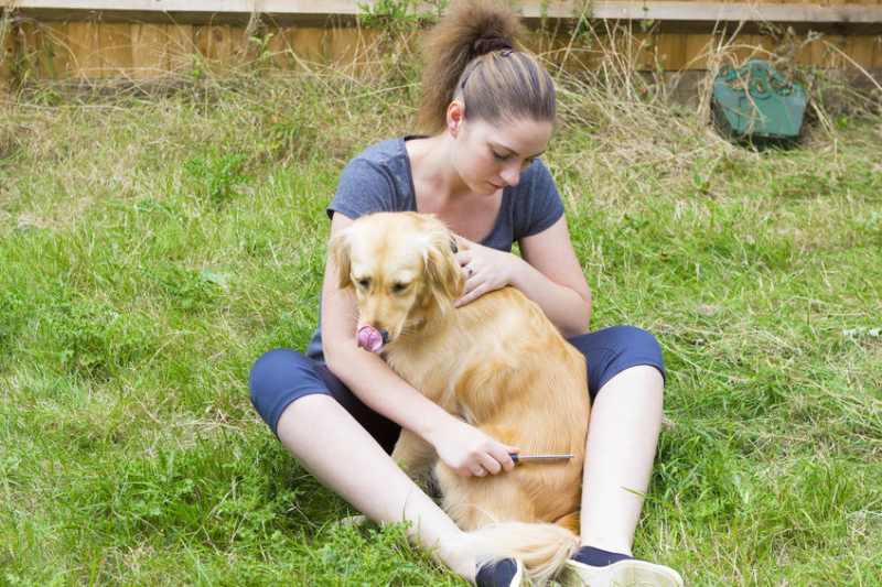 A female dog owner, sitting on the grass, using a dog flea comb to check her golden Labrador for fleas.