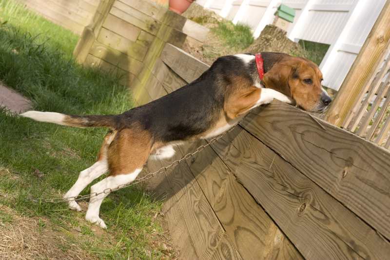 A Beagle puppy standing on hind legs looking over a retaining wall. He looks sad, probably experiencing Puppy Separation Anxiety.