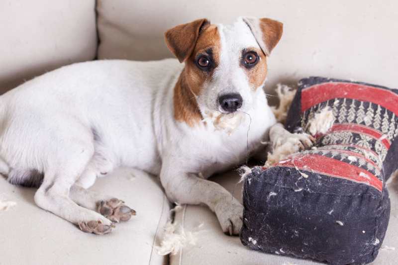 A Jack Russell on a couch with the remains of a cushion that it has just destroyed.