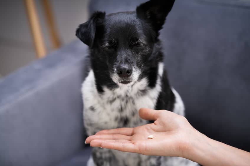 A black-and-white dog of an unknown breed is sitting in a grey chair, with a flea treatment pill being offered in front of it