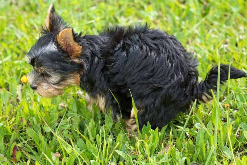 Puppy Potty Training Tips