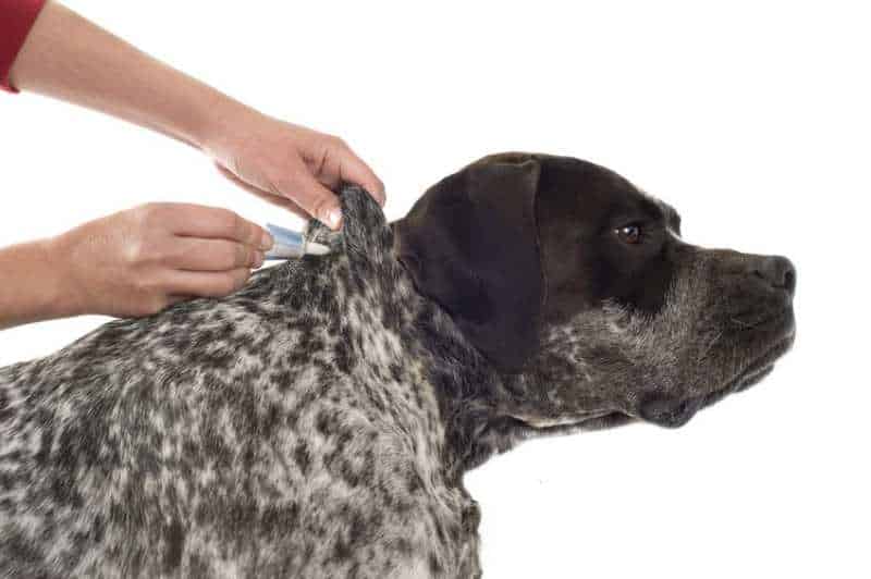 In my opinion the Best flea treatment for dogs is topical oils