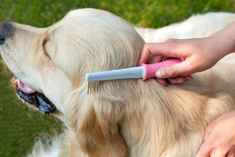 Using a dog flea comb to check for fleas