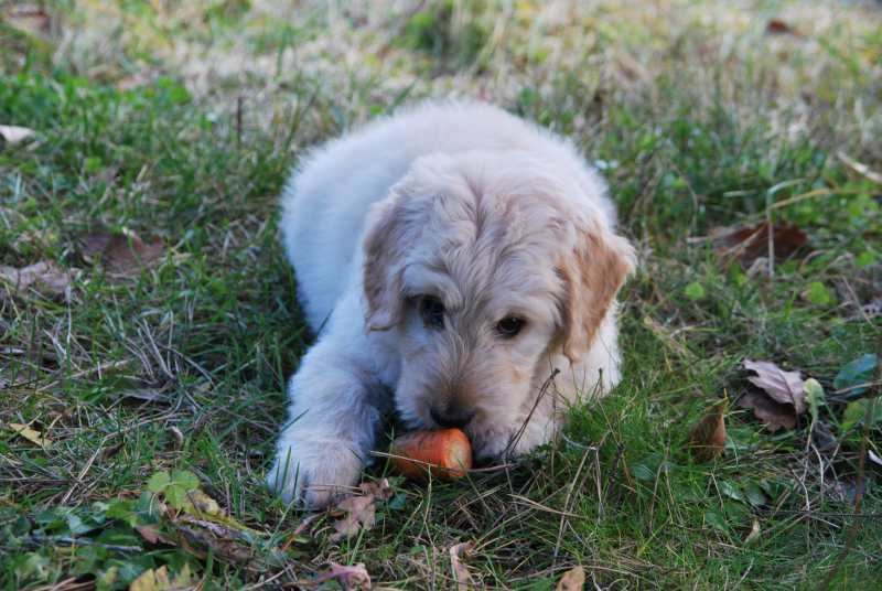 A white dog of unknown breed lying on the grass chewing a carrot.