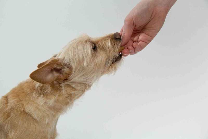 Side on image of a dog owner feeding his dog non-toxic dog food.