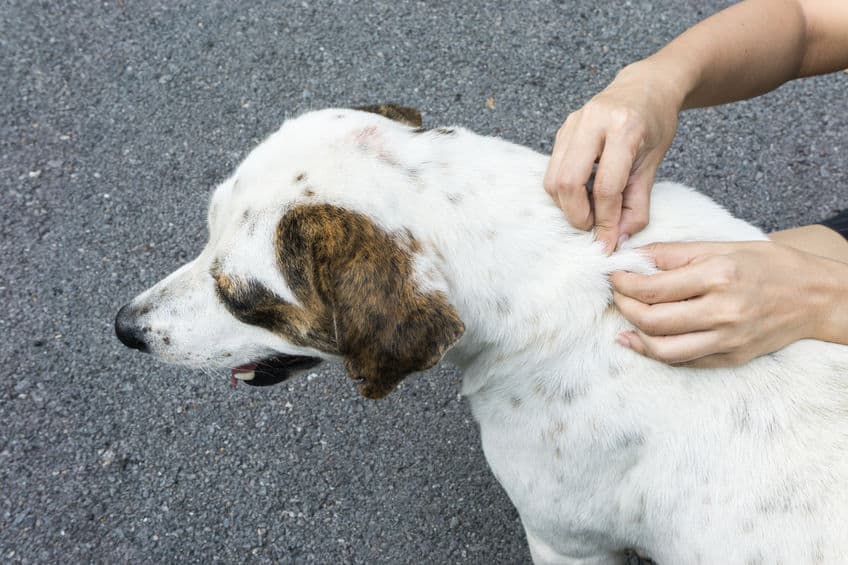 A dog owner inspecting their dog for fleas over a grey carpet.