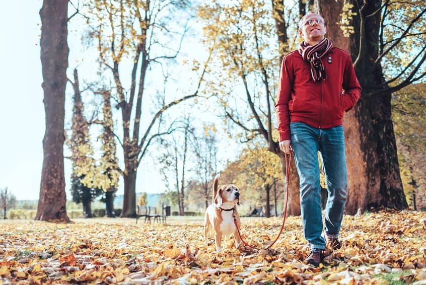 An autumn scene of a man in a red jacket and blue jeans walking his dogs among the trees.