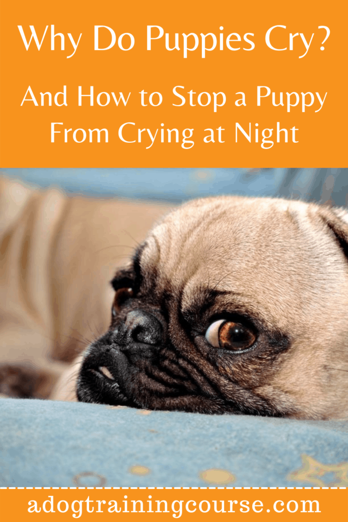 Stop A Puppy From Crying At Night: Tips For Peaceful Sleep