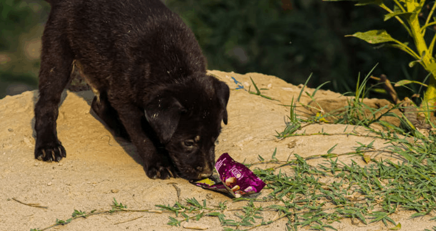 Is Chocolate Poisonous to Dogs