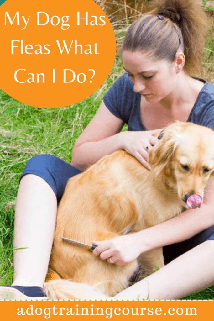 My Dog Has Fleas: Effective Solutions for a Flea-Free Dog