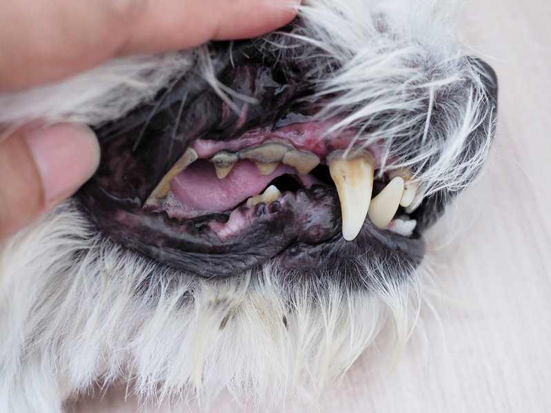 Veterinarian inspecting a dogs dental decay