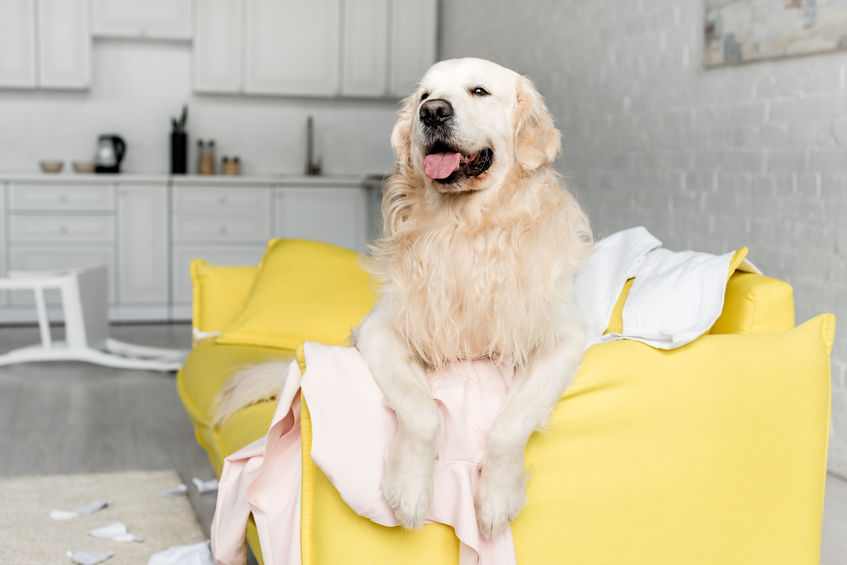 A good reason to keep your dog off the furniture