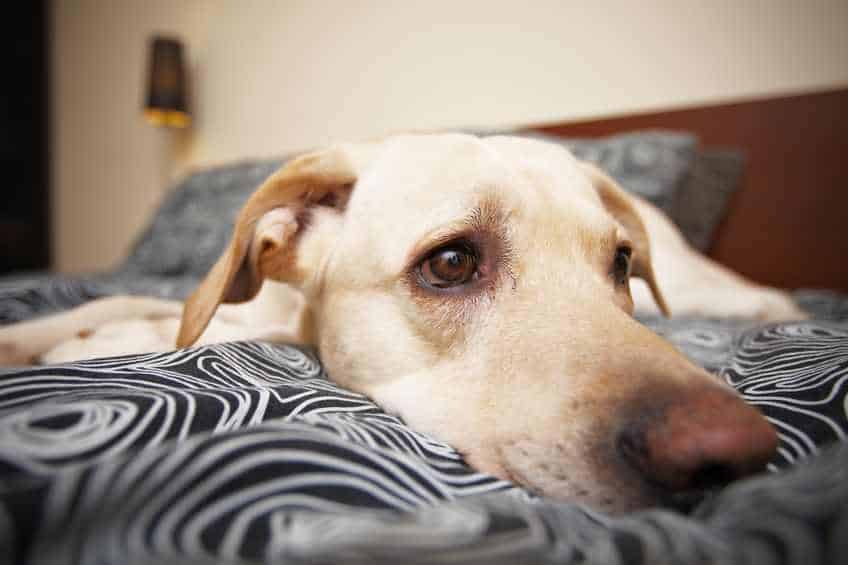 A close up head shot of a dog lying on a bed with a black and white spiraled cover.