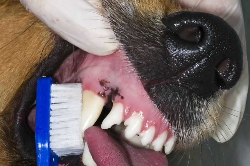 Prevent Dental Disease in Dogs
