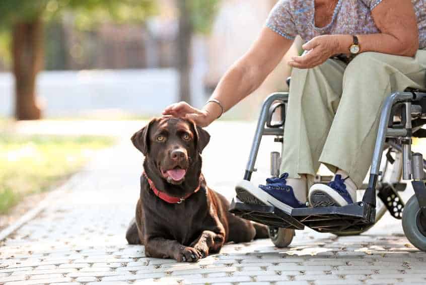 A woman in a wheelchair reaching down to pat her emotional support dog.