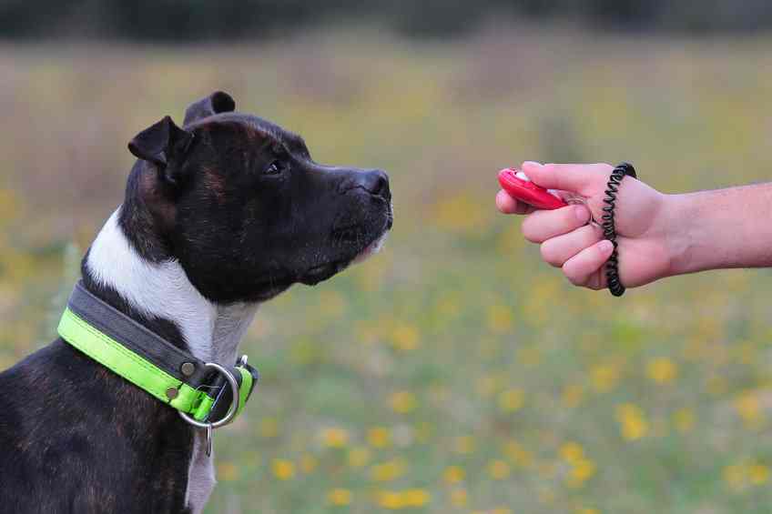 Does clicker training work for young puppies