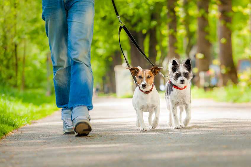 how-long-should-you-walk-your-dog-every-day