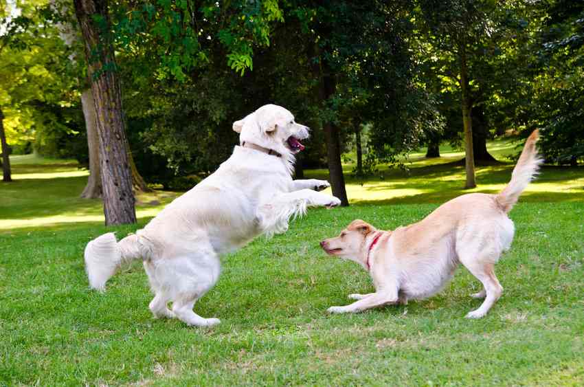 2 puppies frolicking in a park on a Puppy Playdate.