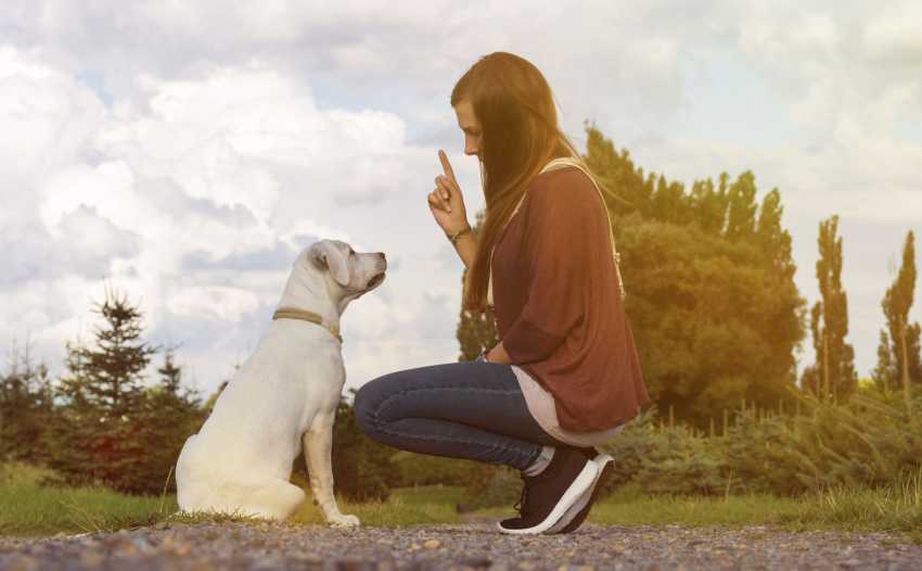 A female crouched in front of her dog with her finger raised in the air as she teaches the dog how to behave.