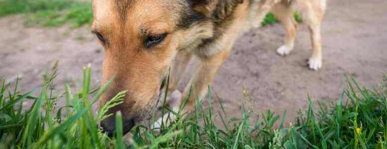 Image depicting Why Dogs Eat Grass