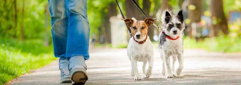 A cropped image showing the lower portion of a person s legs, walking two small dogs, each on a leash, through a park.