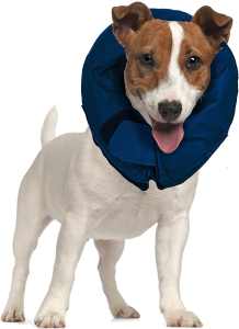 A Jack Russell wearing a blue soft collar for dogs on a white background.