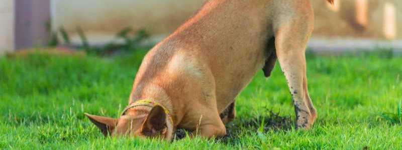 A American Bulldog x Rhodesian Ridgeback (please correct me if I am wrong) digging a hole in the back yard.