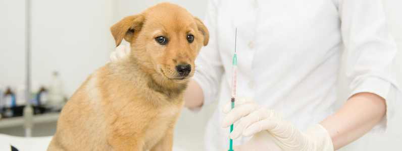 Image of puppy receiving a vaccine for canine distemper.