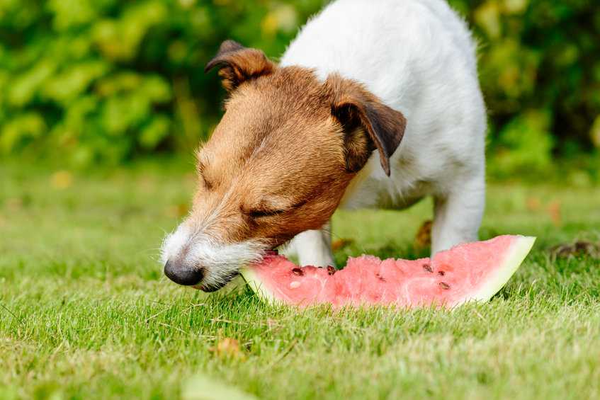 Image depicting the healthiest food for dogs