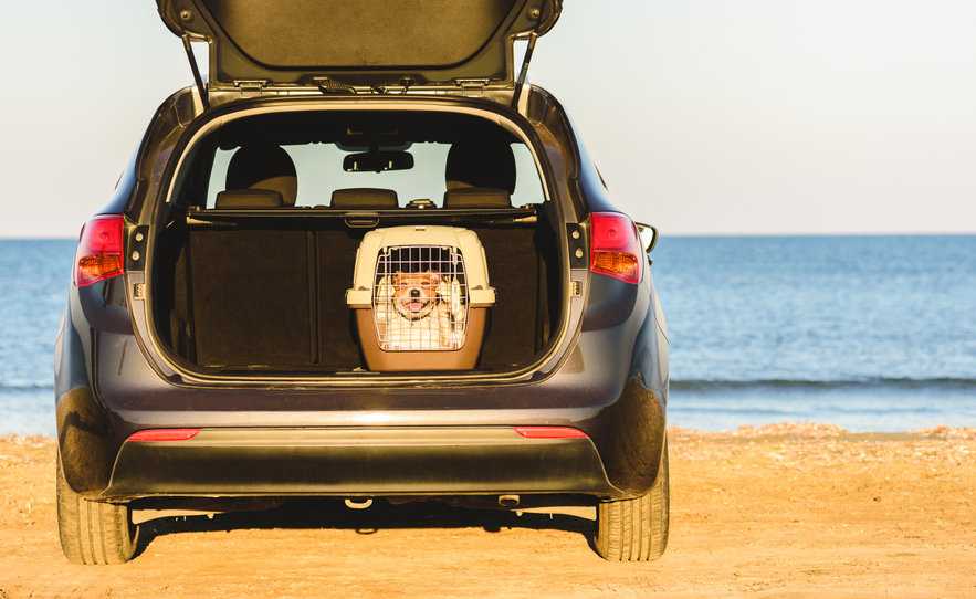 A dog in a crate in the back of an SUV depicting how to crate train your puppy.