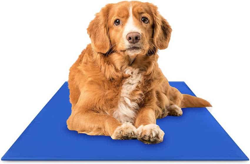 A red retriever of some sort lying on a blue cooling mat.