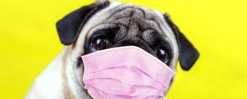 Image of a dog with Canine Parvovirus