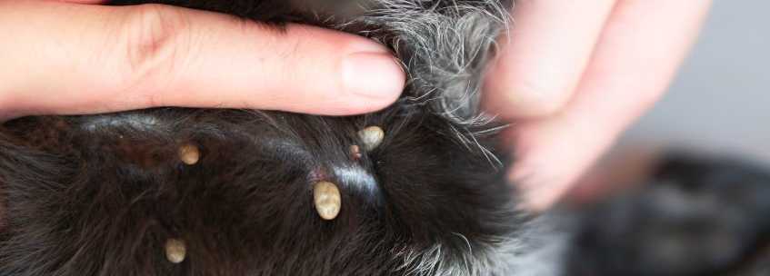 An image depicting how to treat ticks and mites In dogs.
